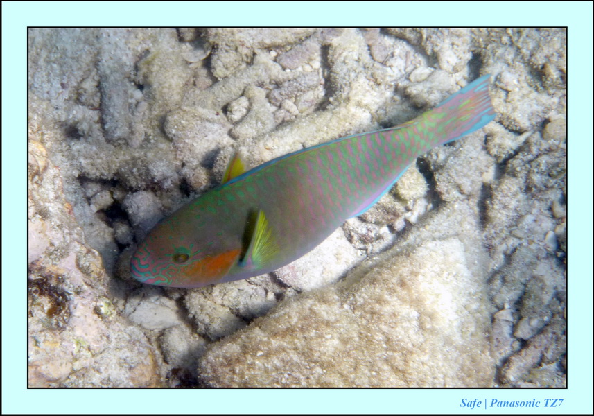 2009   07   Perhentians 013